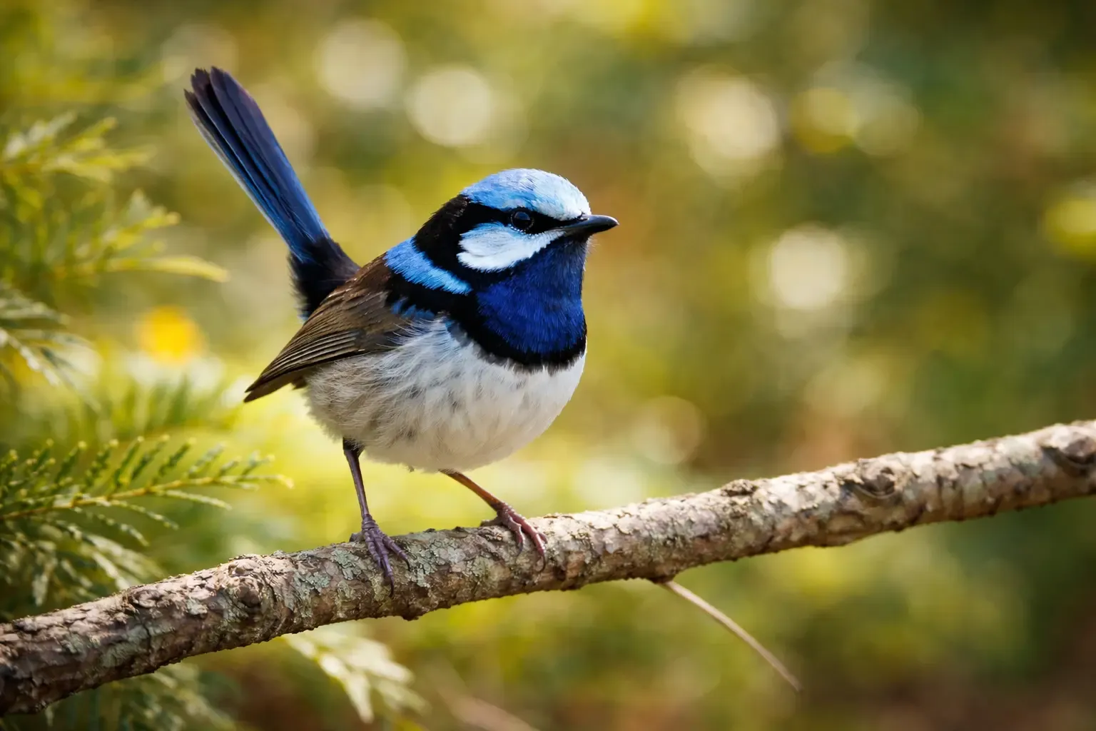Blue wren bird