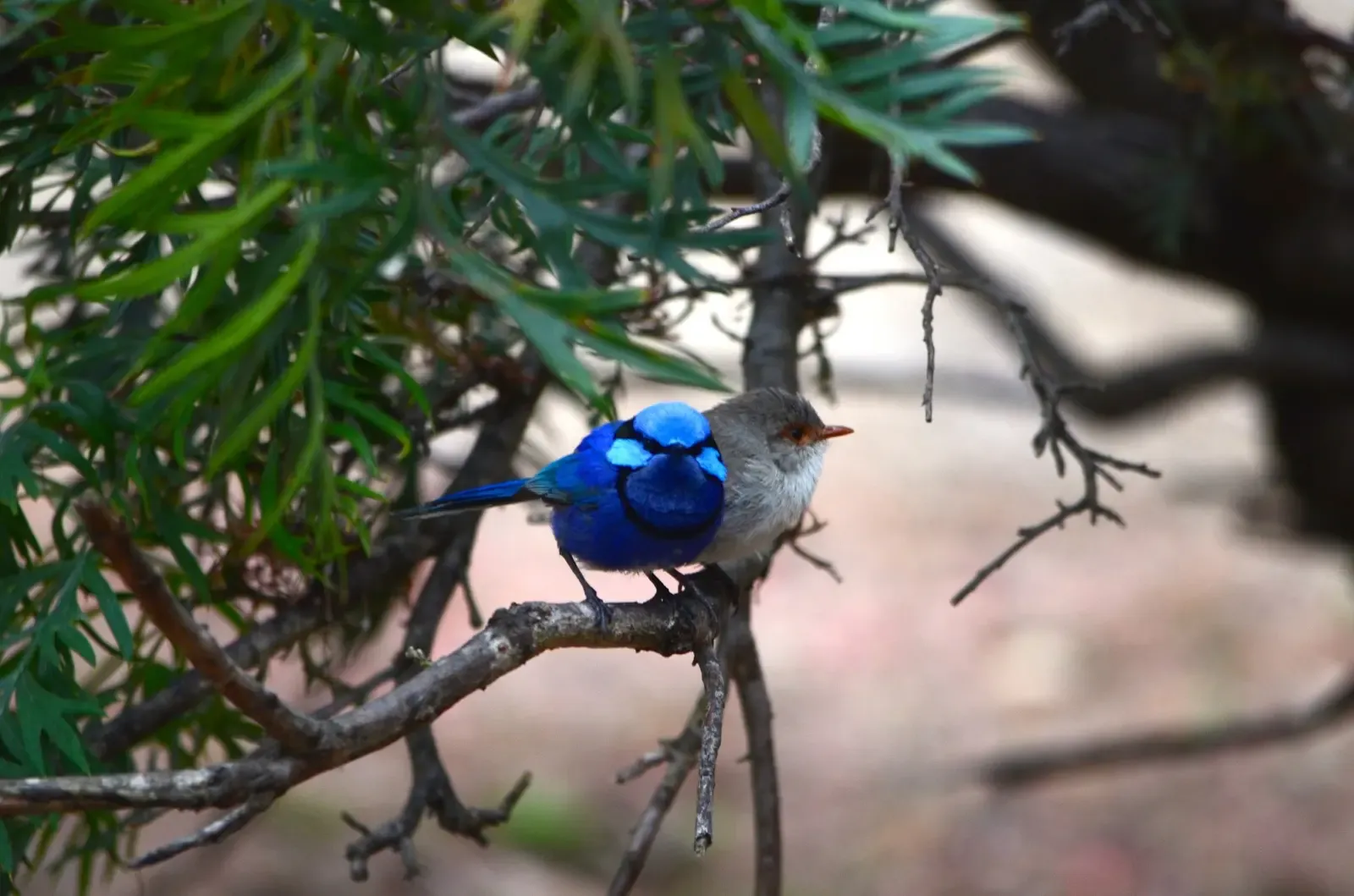 Blue wren couple
