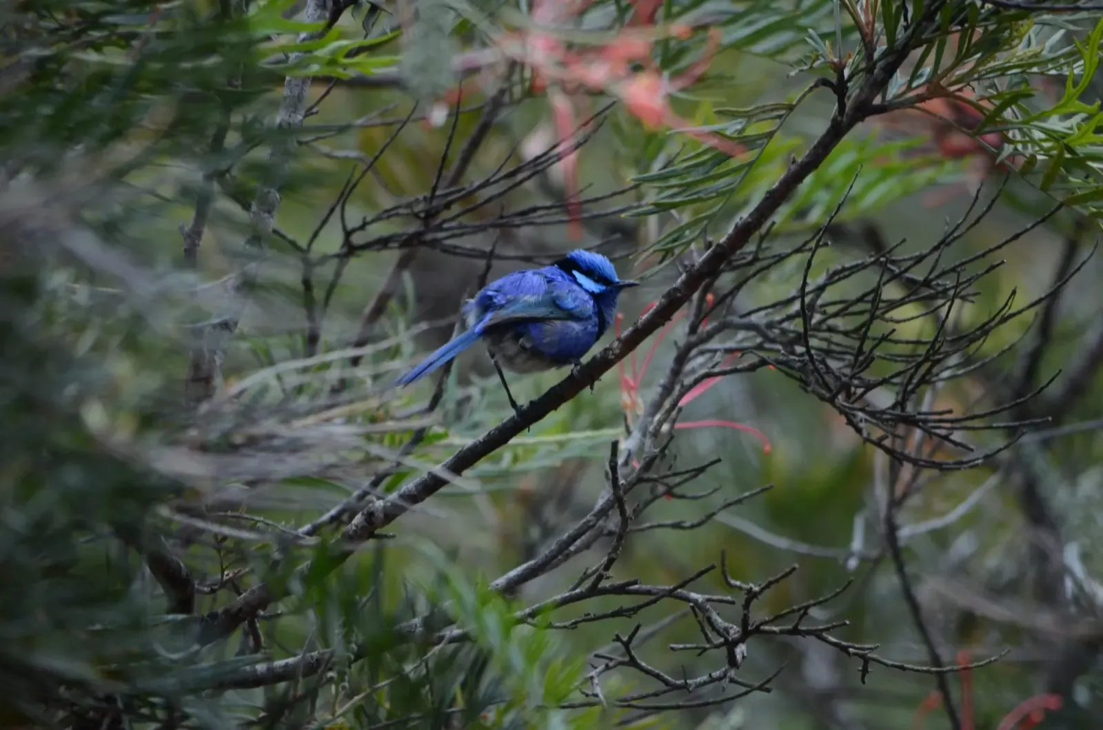 Blue wren bird